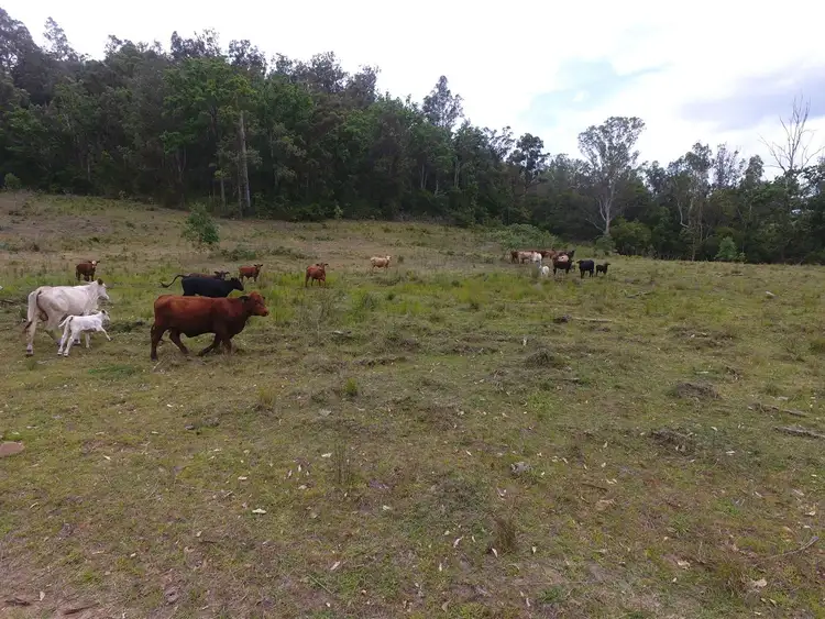 Third view of Homely rural property listing, Lot 171 Peacock Creek Road, Bonalbo NSW 2469