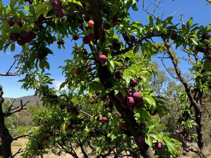 Sixth view of Homely rural property listing, Address available on request