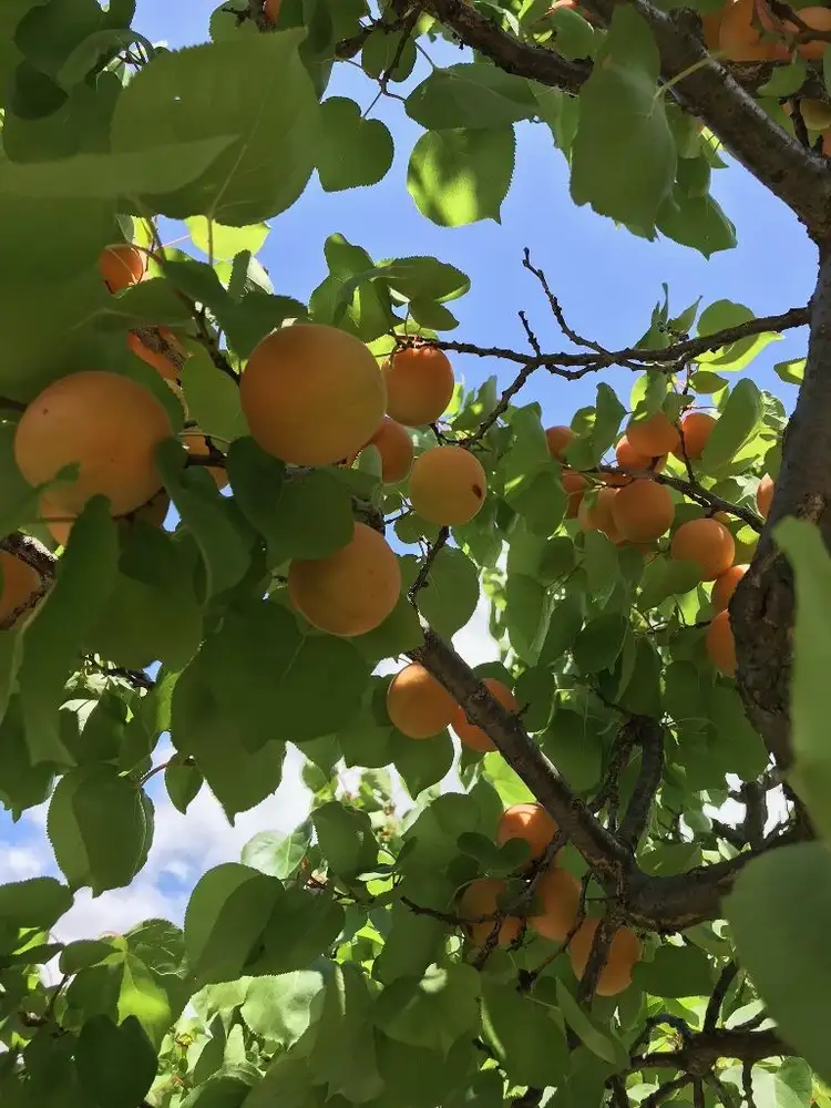 Seventh view of Homely rural property listing, Address available on request