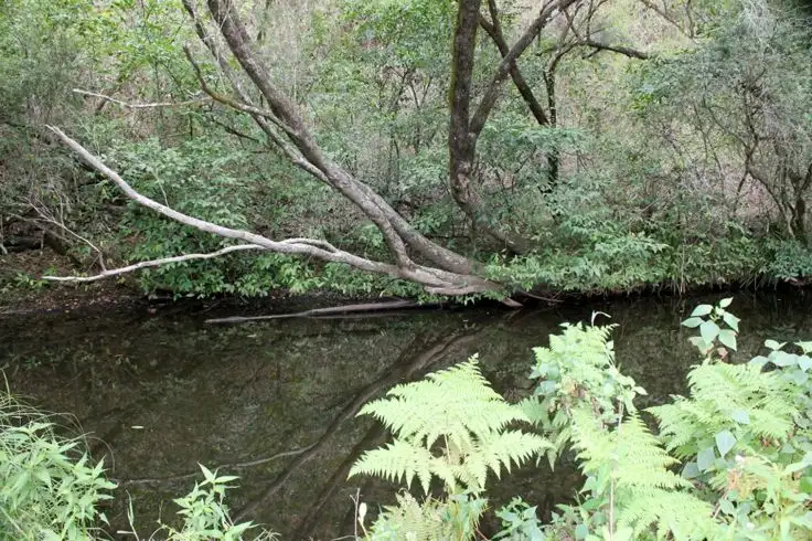 Third view of Homely rural property listing, 996 Eden Creek Road - Upper Eden Creek, Kyogle NSW 2474