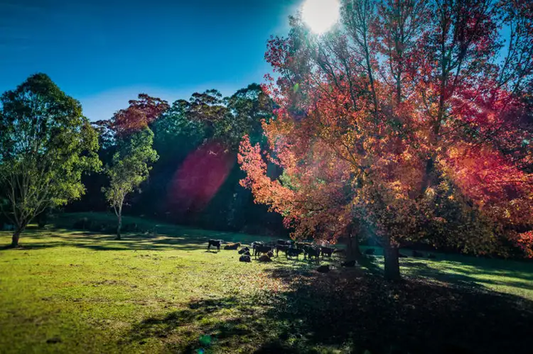 62 Buffer Creek Road, Bellingen NSW 2454