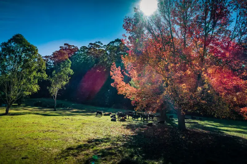 Main view of Homely rural property listing, 62 Buffer Creek Road, Bellingen NSW 2454