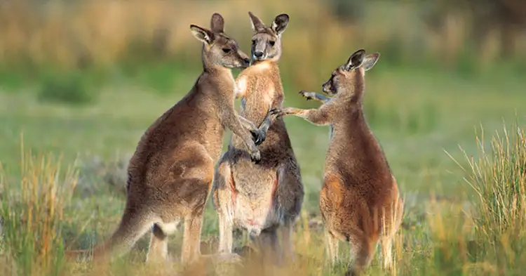 Seventh view of Homely land listing, 23 BLACKBEAN ST, Marsden QLD 4132