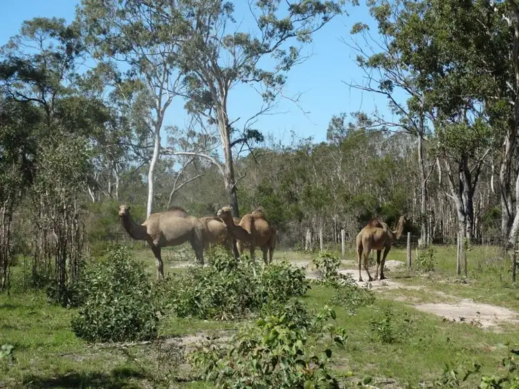 Third view of Homely rural property listing, Lot 3 Maude Hill Road, Deepwater QLD 4674
