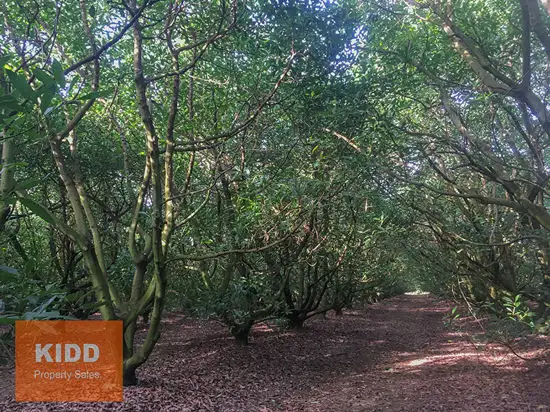 Seventh view of Homely rural property listing, 1160 George Downes Drive, Kulnura NSW 2250