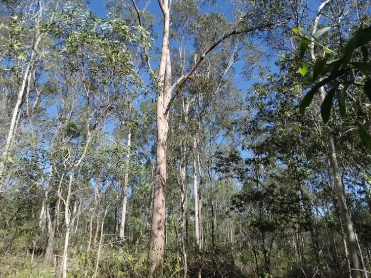 Second view of Homely rural property listing, Lot 8 Cross Road, Euleilah QLD 4674