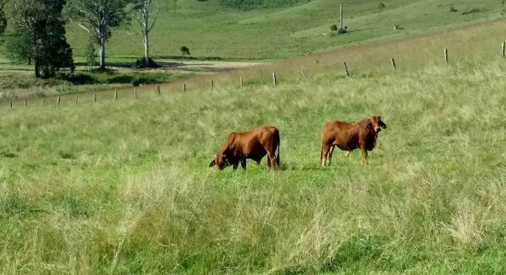 Third view of Homely rural property listing, 80 Masons Road, Kilgra, Kyogle NSW 2474