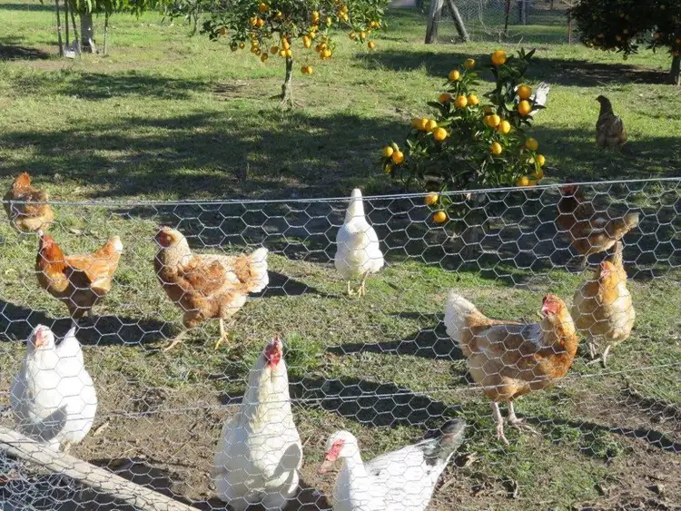 Second view of Homely rural property listing, Address available on request