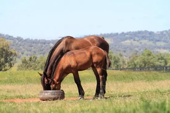 Fifth view of Homely rural property listing, Address available on request