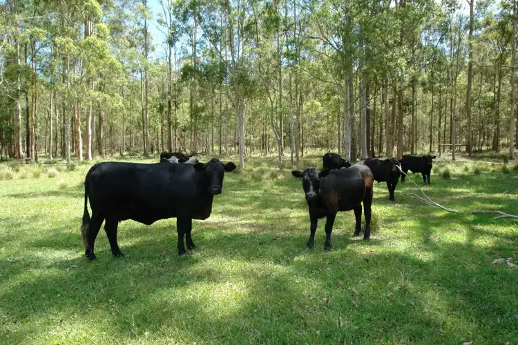 Second view of Homely land listing, Lot 4 Woods Road, Jilliby NSW 2259