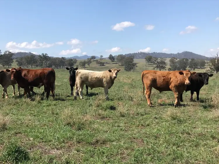 Sixth view of Homely rural property listing, 460 Stoney Creek Road, Rouchel NSW 2336