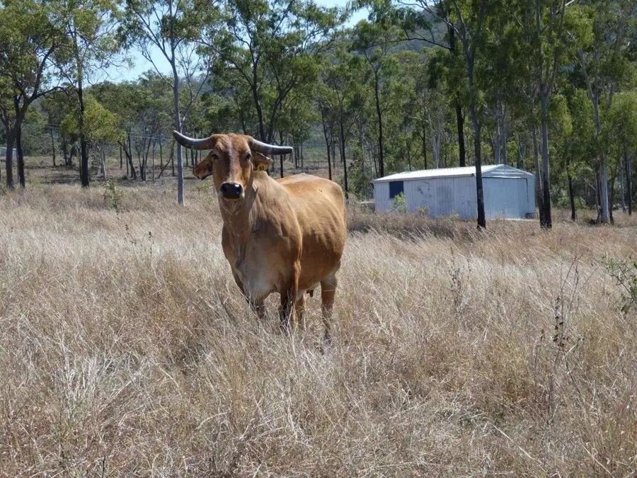 Main view of Homely rural property listing, 909 Hills Road, Mount Maria QLD 4674