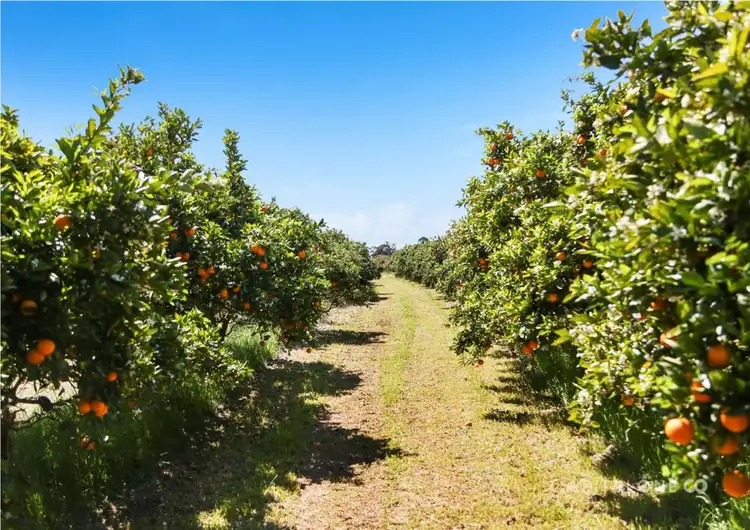 Second view of Homely rural property listing, 323 Forest Road, Kulnura NSW 2250