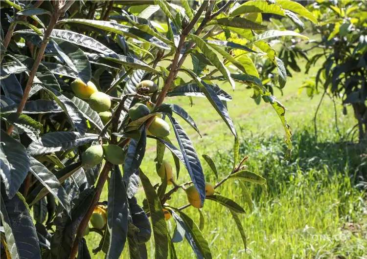 Fourth view of Homely rural property listing, 323 Forest Road, Kulnura NSW 2250