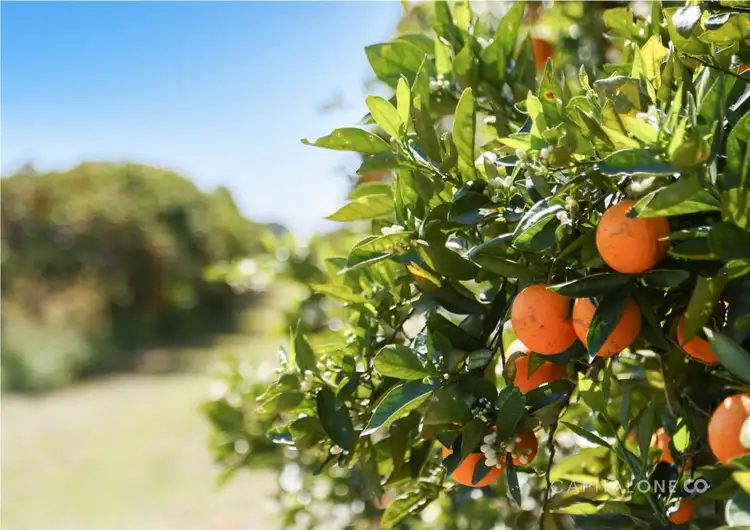 Fifth view of Homely rural property listing, 323 Forest Road, Kulnura NSW 2250