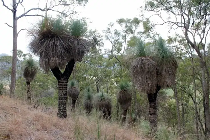 Main view of Homely rural property listing, Lots 78 & 91 Summerland Way - Old Grevillia, Kyogle NSW 2474