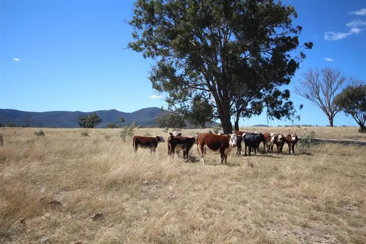 Sixth view of Homely rural property listing, Mole Station Road, Tenterfield NSW 2372