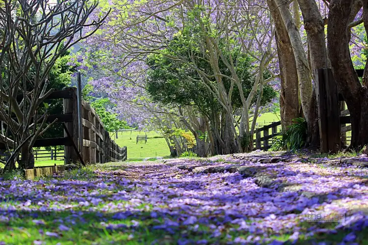 Second view of Homely rural property listing, 490 Crossmaglen Road, Bonville NSW 2450