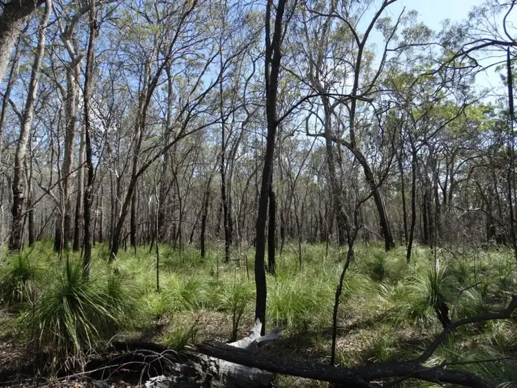 Fifth view of Homely rural property listing, 83 Deepwater Road, Deepwater QLD 4674