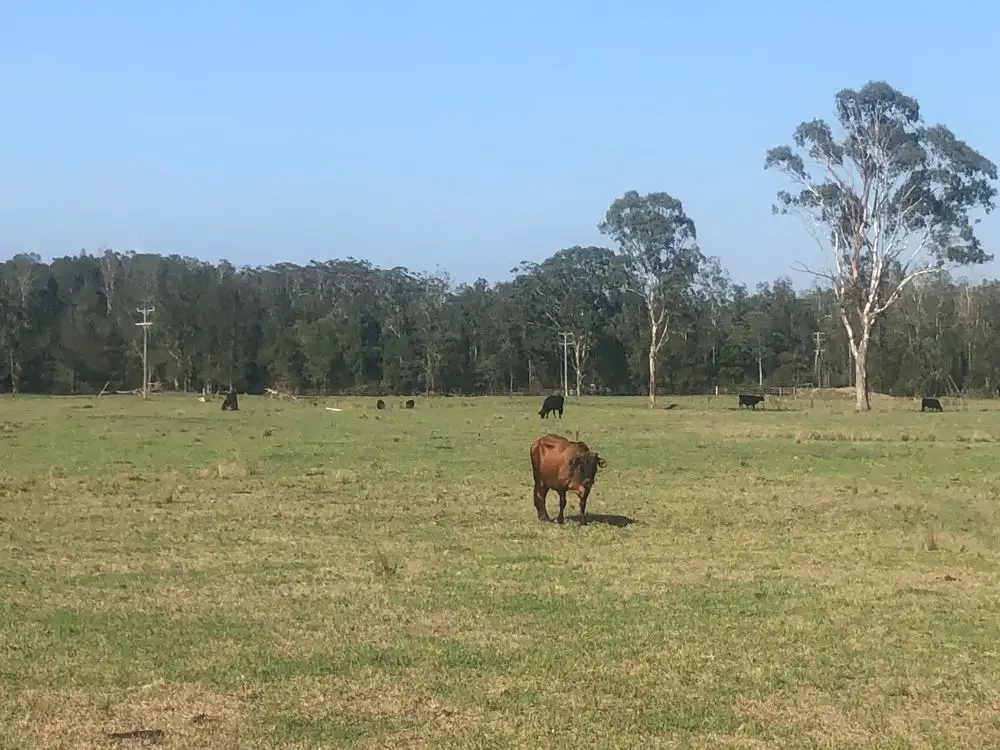 Main view of Homely rural property listing, Lot 356 of 583 Maria River Road, Crescent Head NSW 2440