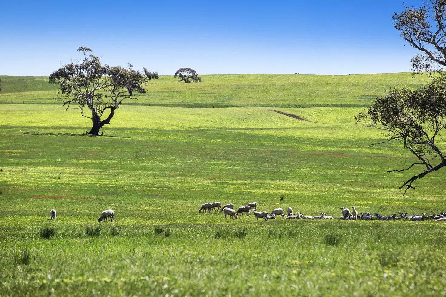 Main view of Homely rural property listing, Spring Hill Road, Skipton VIC 3361