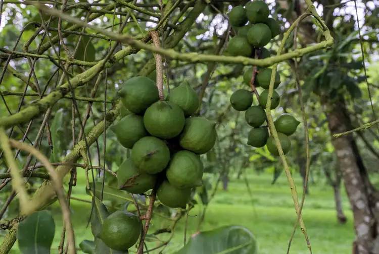 Third view of Homely rural property listing, 66 Jones Road, Eungai Rail NSW 2441