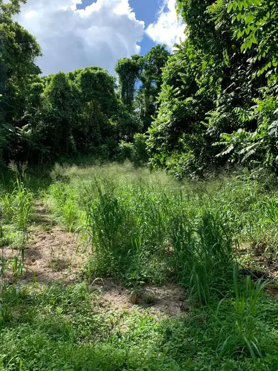 Third view of Homely land listing, 4 Jago Street, Babinda QLD 4861