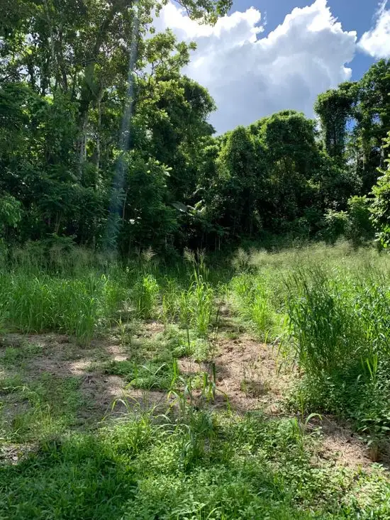 Sixth view of Homely land listing, 4 Jago Street, Babinda QLD 4861