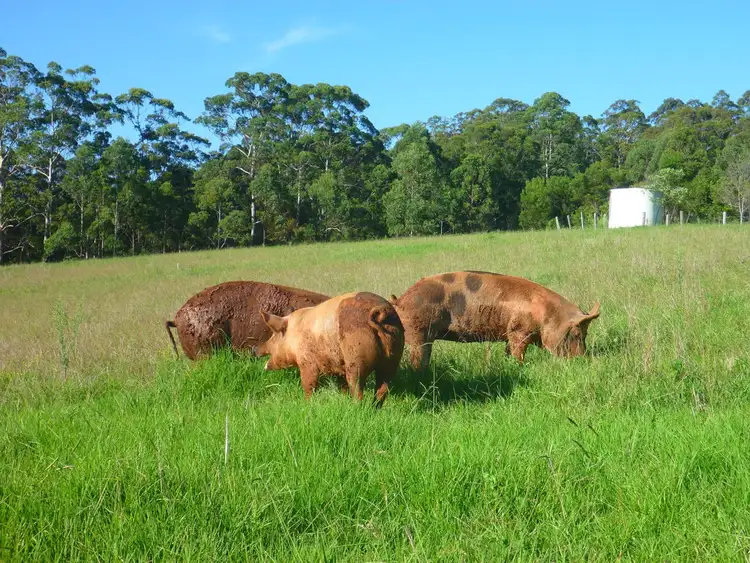 Fifth view of Homely rural property listing, Address available on request