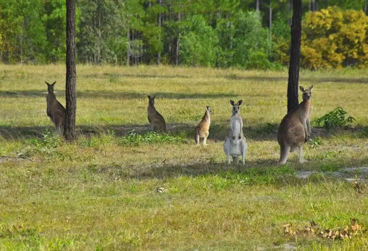 Seventh view of Homely land listing, Lot 2 Tilpawai Road, Woodford QLD 4514