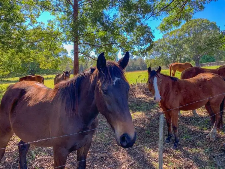 Third view of Homely rural property listing, Address available on request