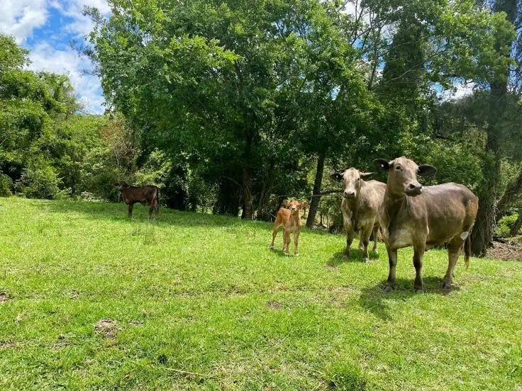 Third view of Homely rural property listing, LOT 6 Afterlee Road - Afterlee, Kyogle NSW 2474