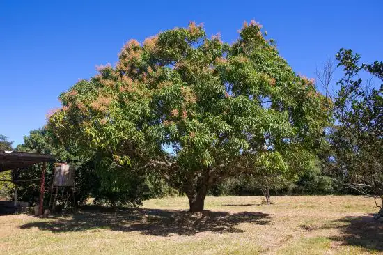 Seventh view of Homely rural property listing, 649 Pine Creek Road, Gordonvale QLD 4865