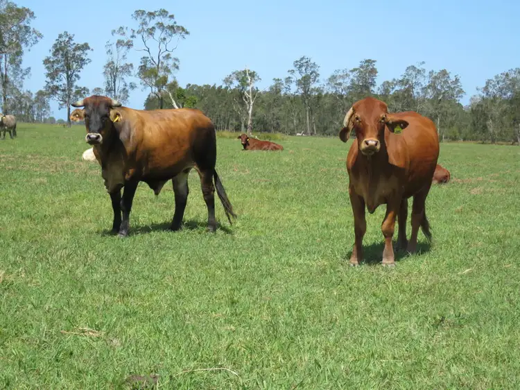 Main view of Homely rural property listing, Lot 133 Old Station Road, Verges Creek NSW 2440