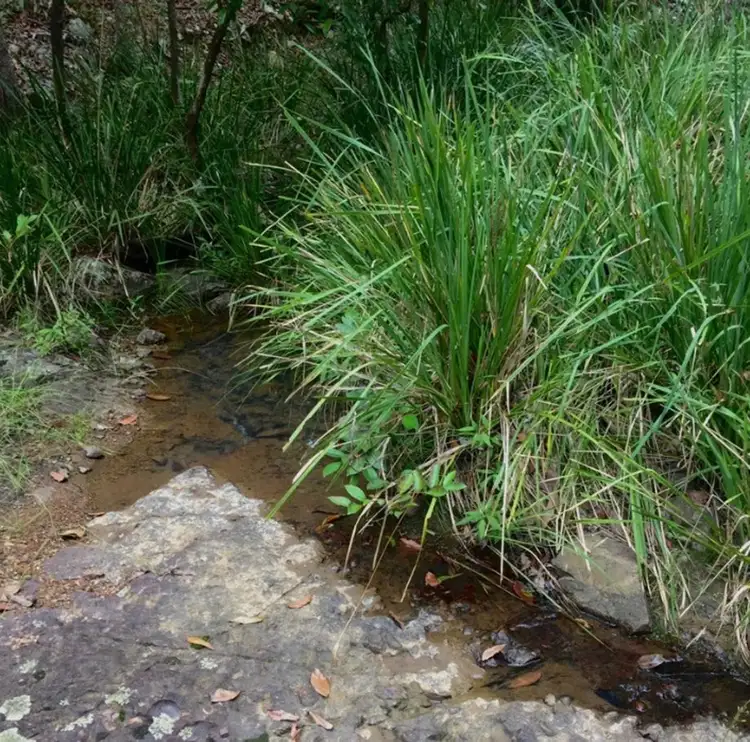 Fourth view of Homely rural property listing, Lot 10 Paddys Flat Road, Tabulam NSW 2469