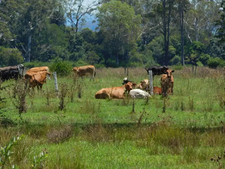 Fourth view of Homely rural property listing, 280 Perkins Bridge Road, Tatham NSW 2471