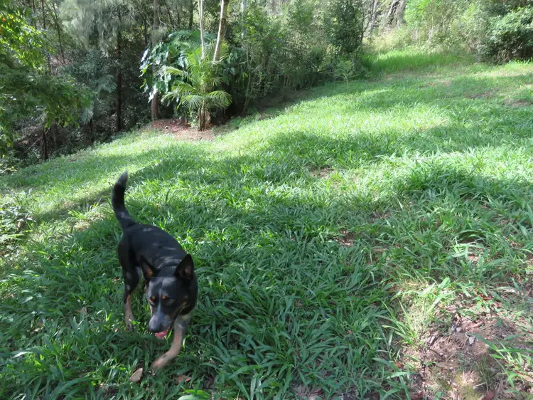 Seventh view of Homely rural property listing, 707 Bellingen Road, Missabotti NSW 2449