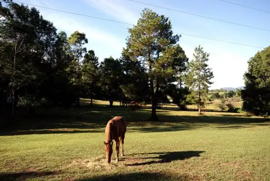 Second view of Homely rural property listing, 1247 Eastbank Road, Nana Glen NSW 2450