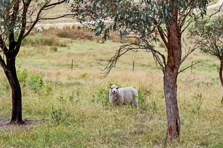 Second view of Homely house listing, 189 Kildare Road, Tenterfield NSW 2372