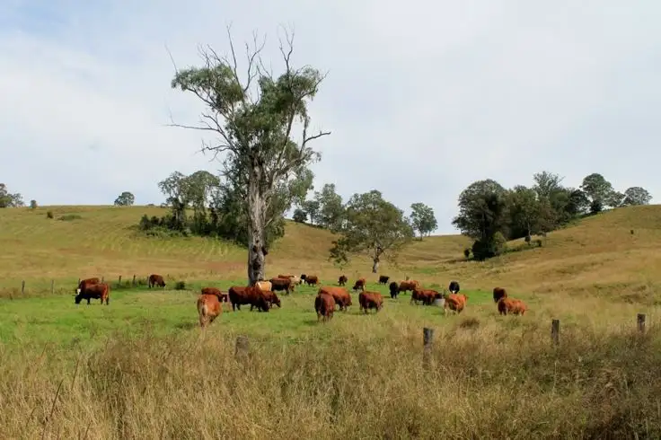 Second view of Homely rural property listing, Lot 433 Iron Pot Creek Road, Iron Pot Creek, Kyogle NSW 2474