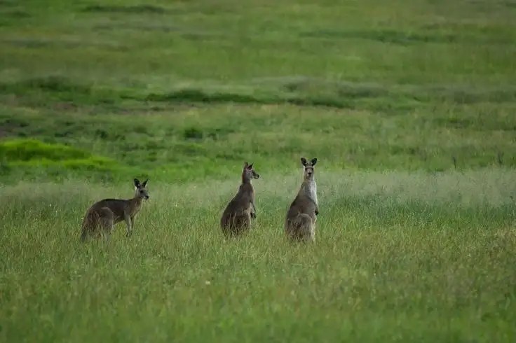 Fifth view of Homely land listing, Lot 206 Sandon Park, Armidale NSW 2350