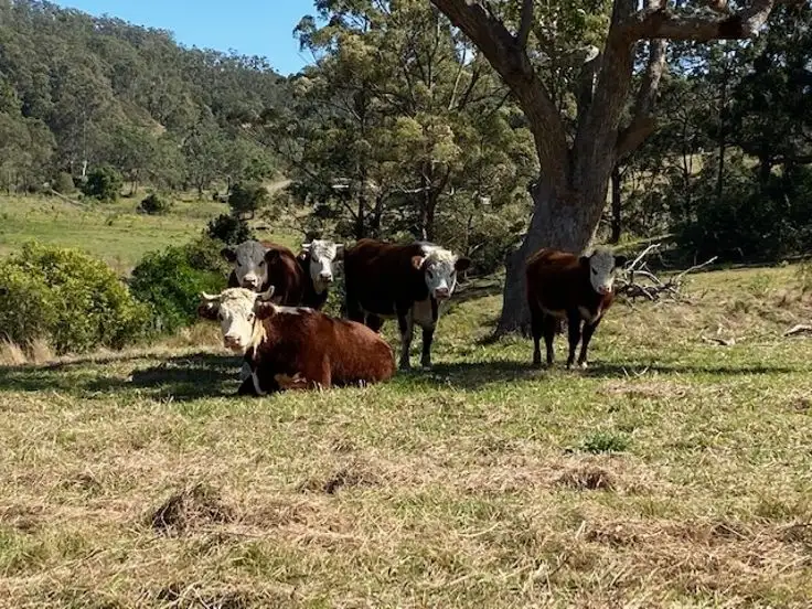 Third view of Homely rural property listing, Lot 2 Old Cob O Corn Road, Kyogle NSW 2474