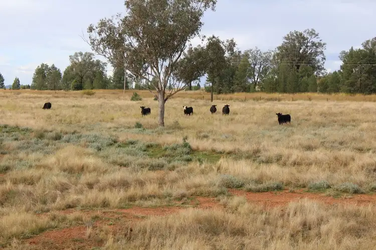 Fourth view of Homely rural property listing, "Geebung" Gwydir Highway, Gravesend NSW 2401