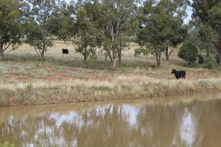 Fifth view of Homely rural property listing, "Geebung" Gwydir Highway, Gravesend NSW 2401
