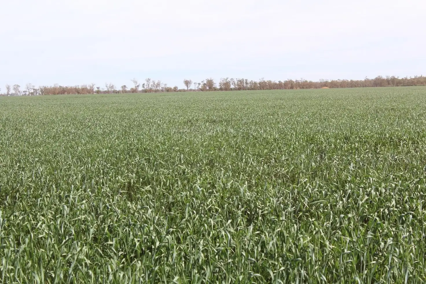 Main view of Homely rural property listing, "Challoner Park" Tambingey Road, Hebel QLD 4486