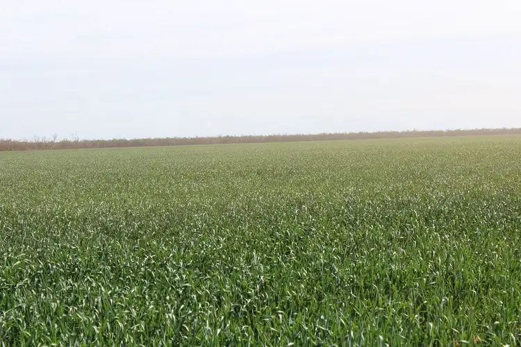 Second view of Homely rural property listing, "Challoner Park" Tambingey Road, Hebel QLD 4486