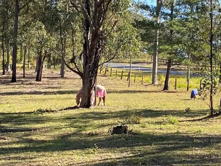 Main view of Homely rural property listing, 133 Armidale Road, Yarravel NSW 2440