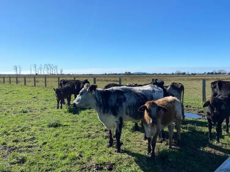 117 Western Lane., Bellimbopinni NSW 2440