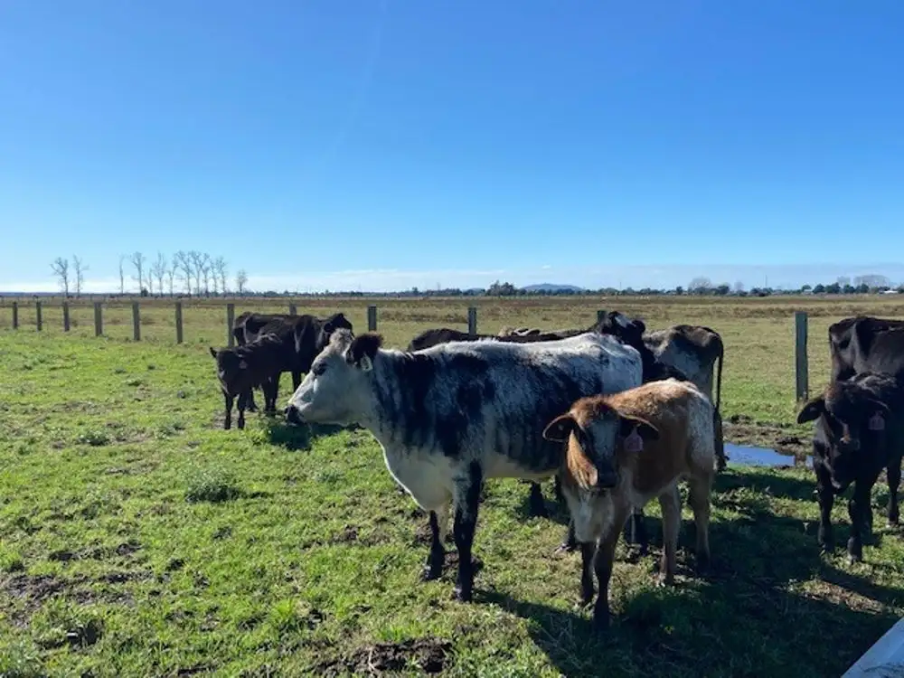 Main view of Homely rural property listing, 117 Western Lane., Bellimbopinni NSW 2440
