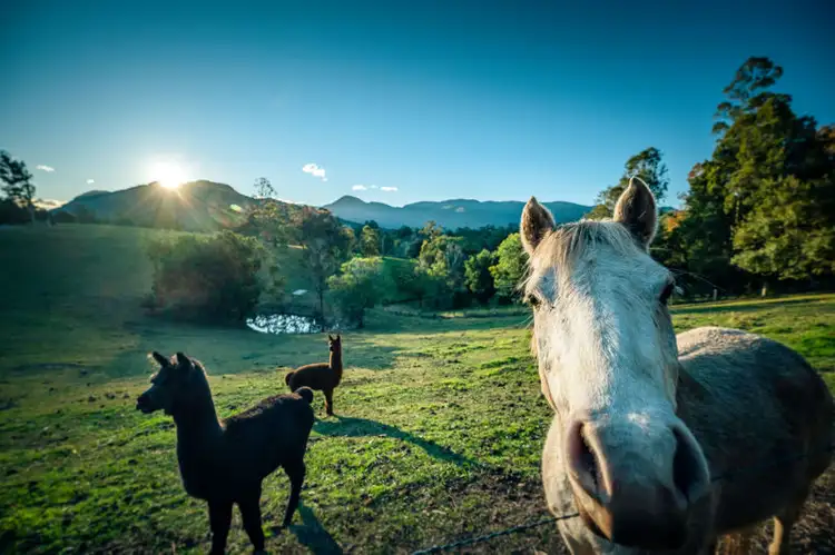 Third view of Homely rural property listing, 370 Roses Road, Bellingen NSW 2454